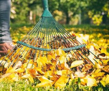 fall leaves being raked