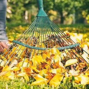fall leaves being raked